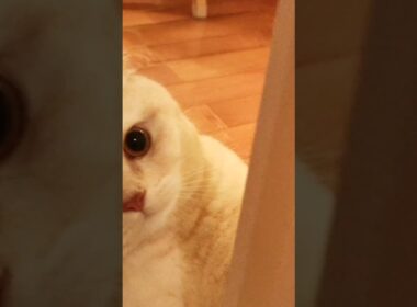瞬間移動💨 猫 かわいい しぐさ スコティッシュフォールド #スコ猫はるる君 #shorts #猫 #スコティッシュフォールド
