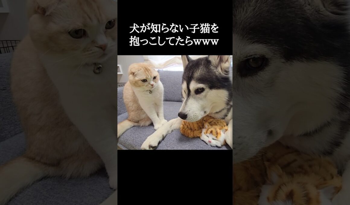犬が知らない子猫を抱っこしてたら...笑#shorts