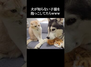 犬が知らない子猫を抱っこしてたら...笑#shorts