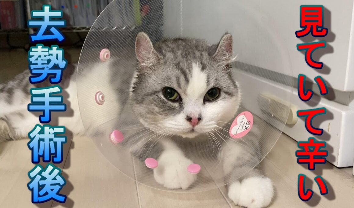 去勢手術後の猫の行動が見ていて心が痛くなった!!【アメリカンカール】
