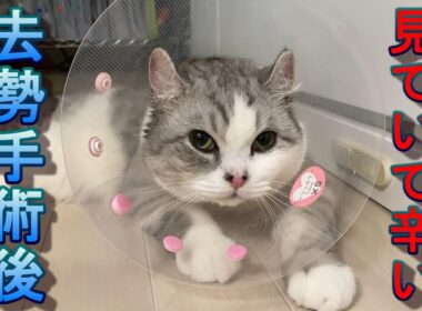 去勢手術後の猫の行動が見ていて心が痛くなった!!【アメリカンカール】