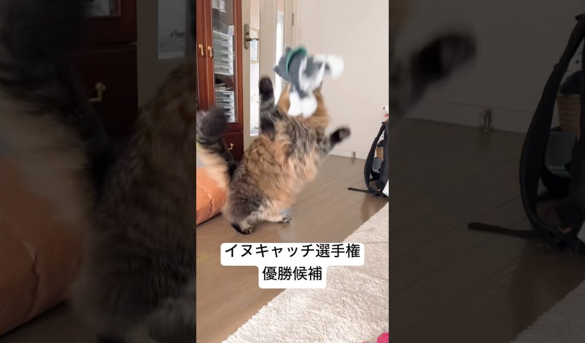 百点満点ほのイヌキャッチ #cat #サイベリアン #猫 #ヤマネコ