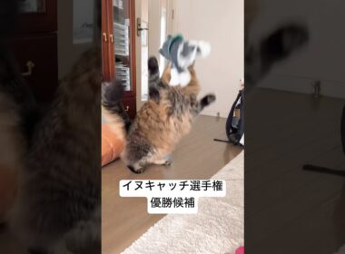 百点満点ほのイヌキャッチ #cat #サイベリアン #猫 #ヤマネコ