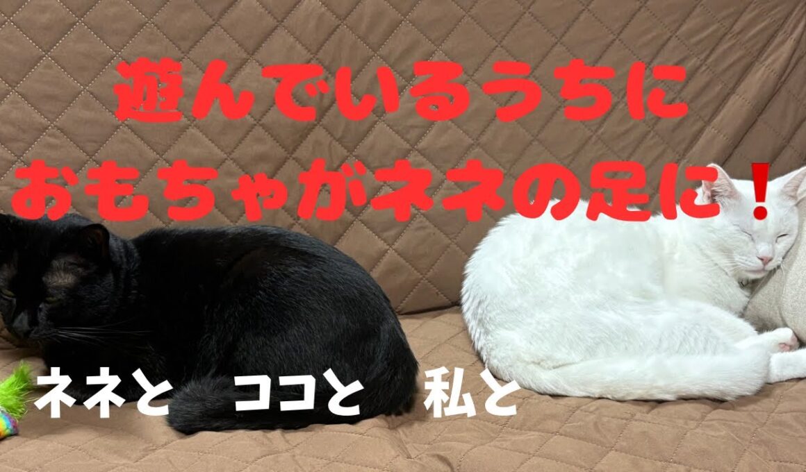 猫じゃらしで遊んでいたら、ネネの足に猫じゃらしが！　猫との暮らし　ネネとココと私と　#22