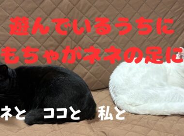 猫じゃらしで遊んでいたら、ネネの足に猫じゃらしが！　猫との暮らし　ネネとココと私と　#22