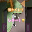 あたま隠して尻かくれず　#保護猫 #メインクーンミックス