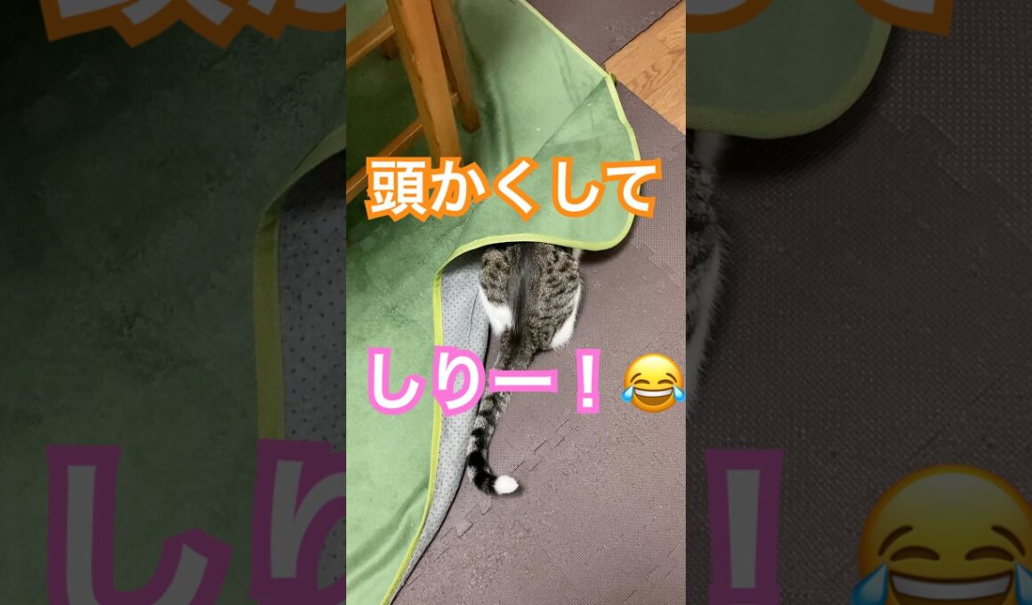 あたま隠して尻かくれず　#保護猫 #メインクーンミックス