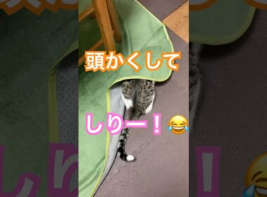 あたま隠して尻かくれず　#保護猫 #メインクーンミックス