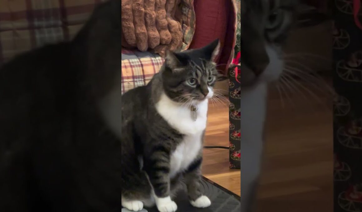 no thoughts, just vibes! 😹 #Cats #Funny #CatLife #CatVideos #FunnyCats