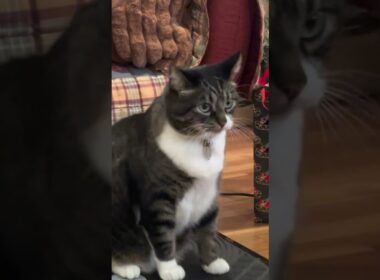 no thoughts, just vibes! 😹 #Cats #Funny #CatLife #CatVideos #FunnyCats