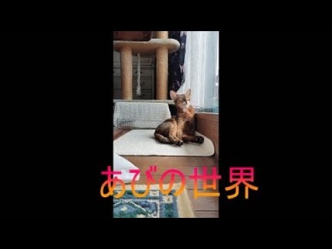 ネコ動画あび＃5186　あびの毎日　アビシニアン　あび