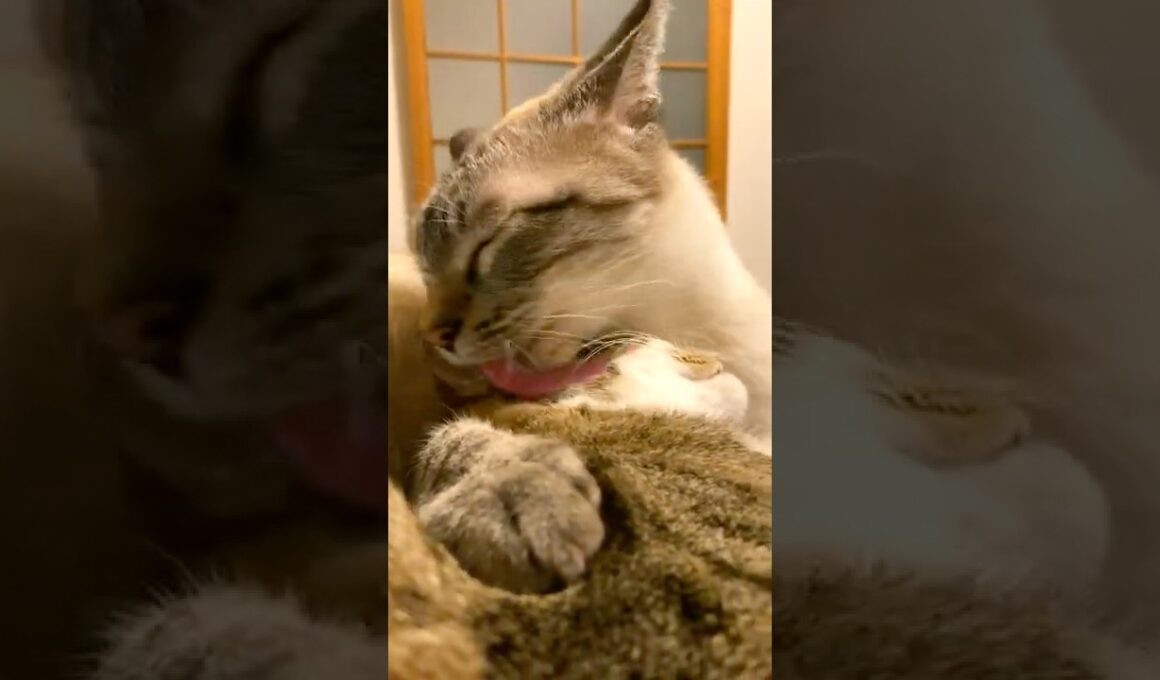 【注意】溺愛しすぎるとこうなります…