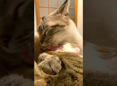 【注意】溺愛しすぎるとこうなります…