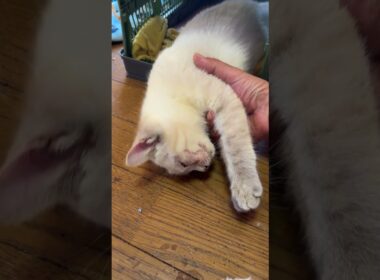 眠るネコたち。シャムの子ネコ雫、首が寝違えそうだったので、クッションを用意