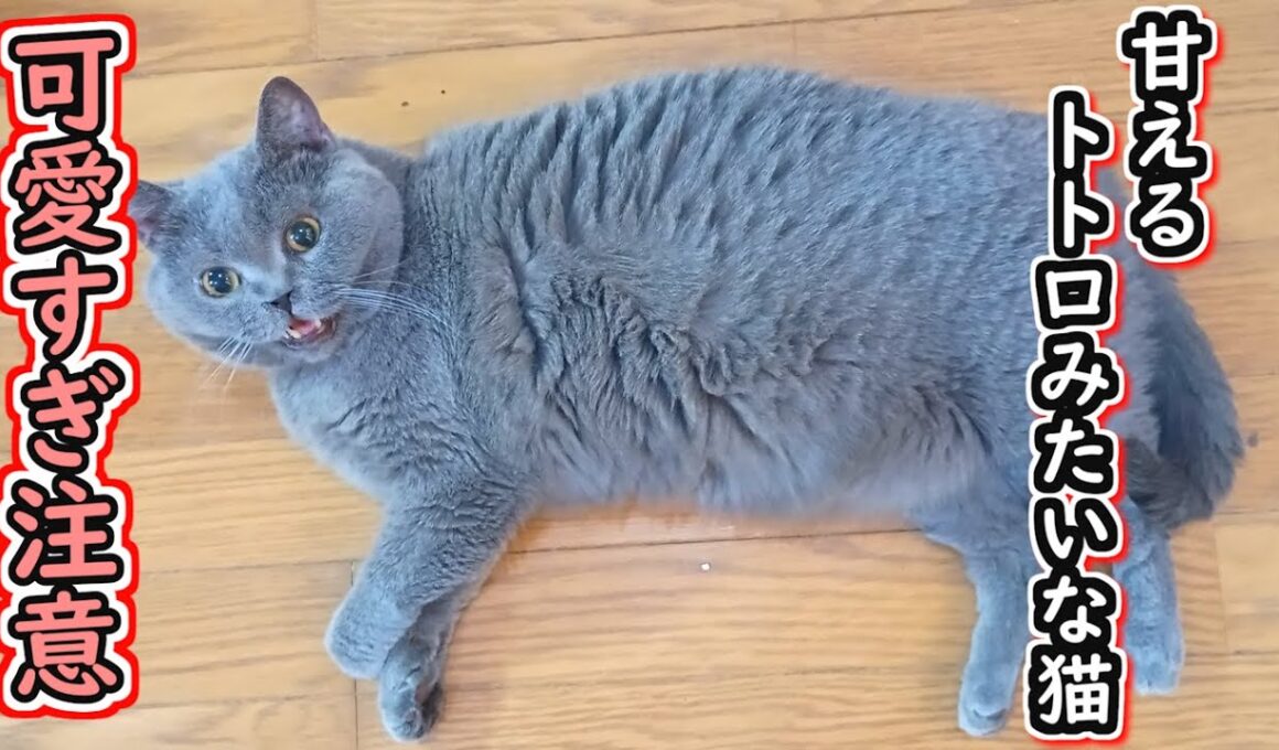 【保護猫】可愛すぎ注意！？甘えん坊のブリティッシュショートヘア【ねこのいる暮らし】