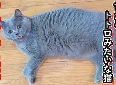 【保護猫】可愛すぎ注意！？甘えん坊のブリティッシュショートヘア【ねこのいる暮らし】
