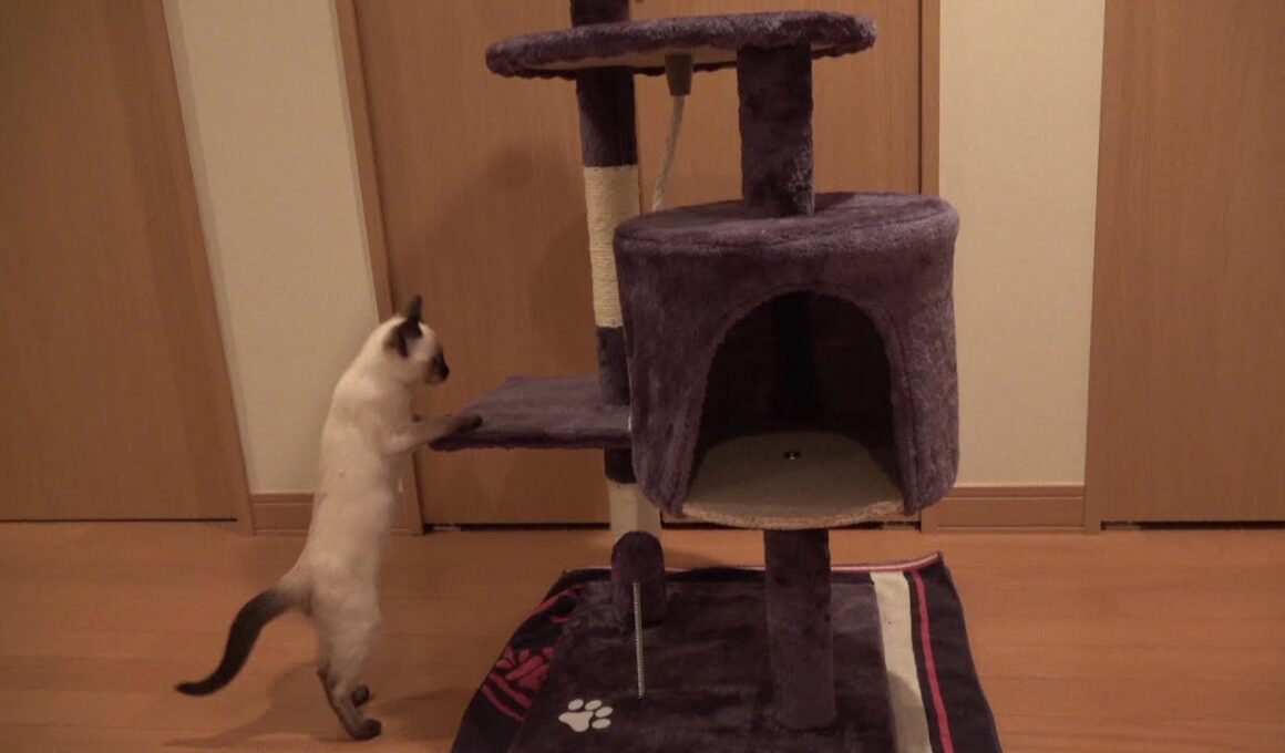 キャットタワーを初めて目にするシャム子猫の反応が面白い😹🐾