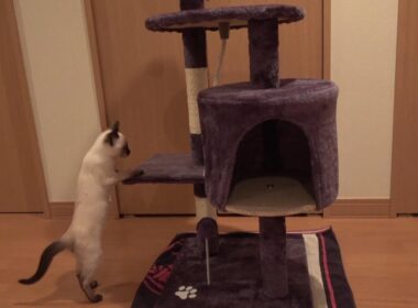 キャットタワーを初めて目にするシャム子猫の反応が面白い😹🐾