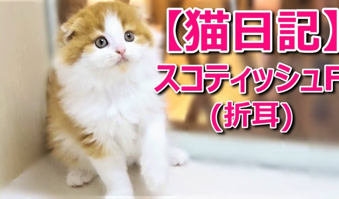 【スコティッシュフォールド♥折れ耳♥レッドタビーホワイト】2020年5月最新ブリーダー情報！！新しい子猫ちゃんの猫動画♡猫専門ブリーダー『ペット蔵人』