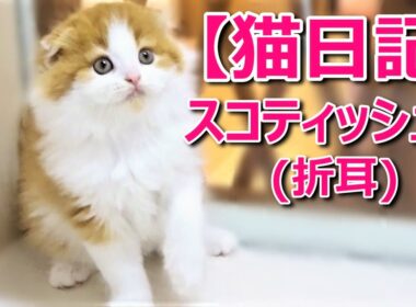 【スコティッシュフォールド♥折れ耳♥レッドタビーホワイト】2020年5月最新ブリーダー情報！！新しい子猫ちゃんの猫動画♡猫専門ブリーダー『ペット蔵人』
