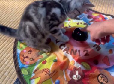 元気に親子で追いかけっこ。楽しそうね。