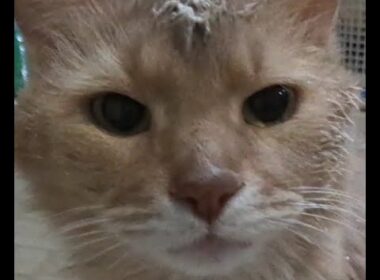 #猫 #ドアップ #土アップ祭 #ソマリ ヨーグルトなめたあと