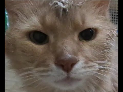 #猫 #ドアップ #土アップ祭 #ソマリ ヨーグルトなめたあと