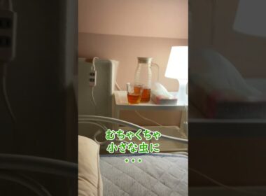 小さな虫に怖気づく猫ちゃん🙀😆#ラグドール #cat