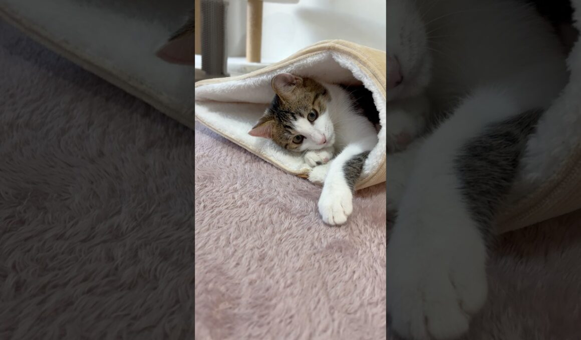 ちょこんと隠れる子猫にちょっかいかけてみた #子ネコ #子猫の成長動画 #子猫の成長記録