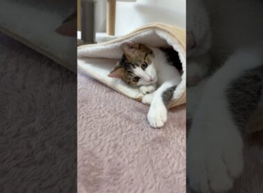 ちょこんと隠れる子猫にちょっかいかけてみた #子ネコ #子猫の成長動画 #子猫の成長記録