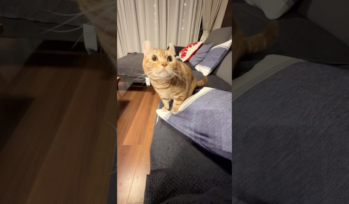 タグを噛むのが楽しい #cat #タグ #猫のいる暮らし #American curl