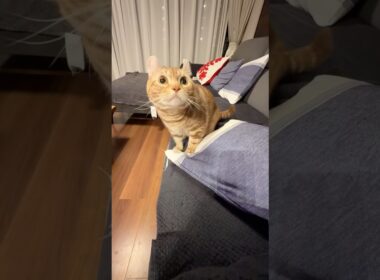 タグを噛むのが楽しい #cat #タグ #猫のいる暮らし #American curl