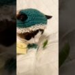 バッタをガン見しちゃうスノーシューミックスのにゃんこがきゃわいい #cat #猫のいる暮らし #shorts