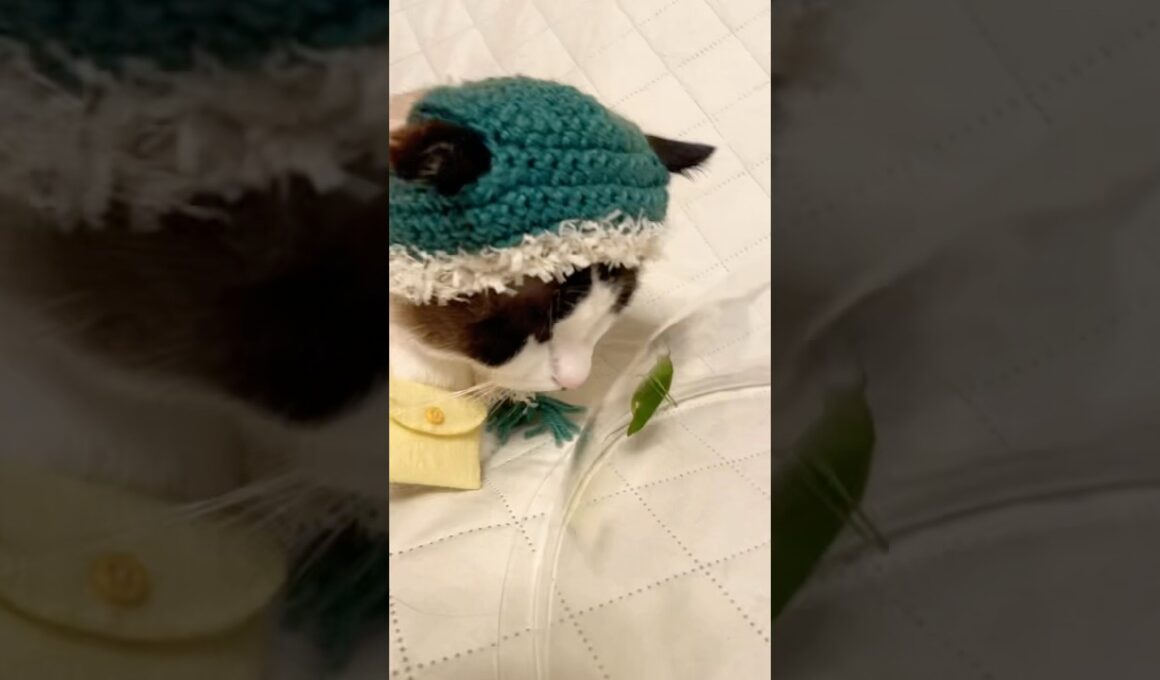バッタをガン見しちゃうスノーシューミックスのにゃんこがきゃわいい #cat #猫のいる暮らし #shorts