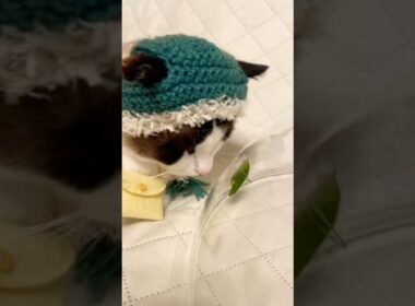 バッタをガン見しちゃうスノーシューミックスのにゃんこがきゃわいい #cat #猫のいる暮らし #shorts