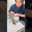 眼軟膏を塗られるのが嫌だけど頑張るラグドール