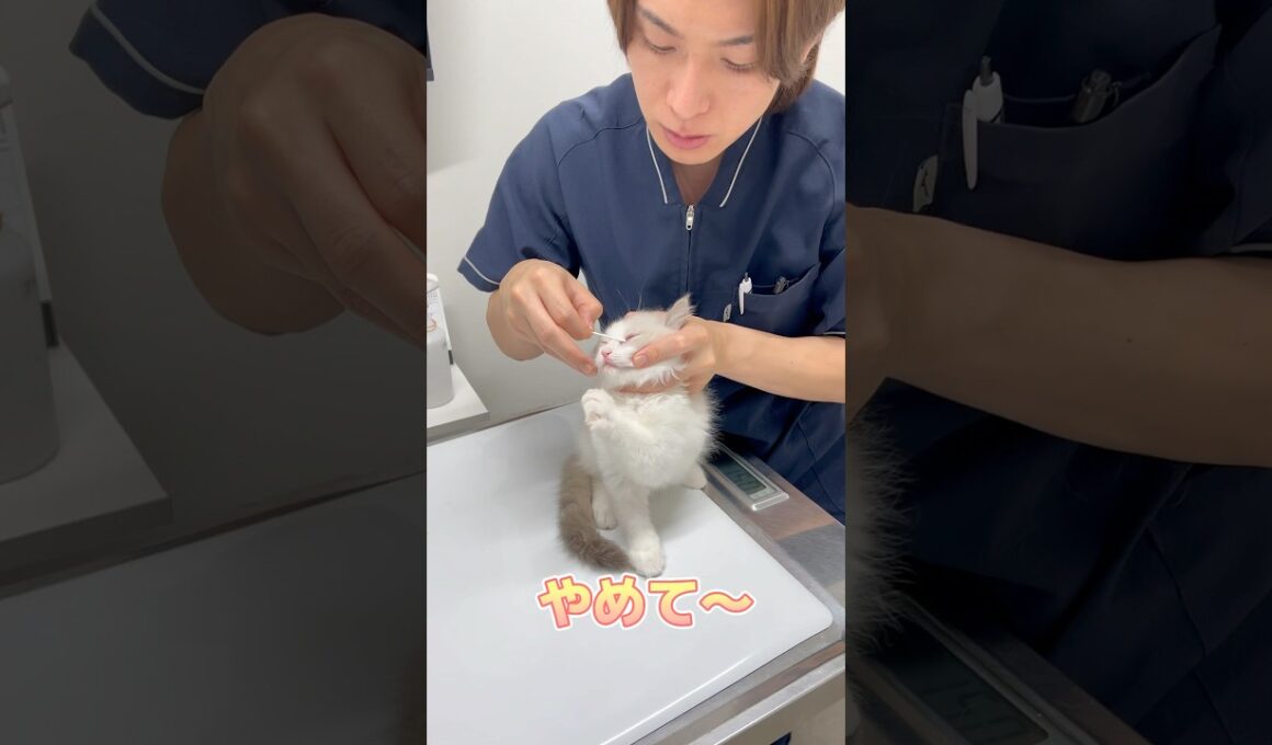眼軟膏を塗られるのが嫌だけど頑張るラグドール
