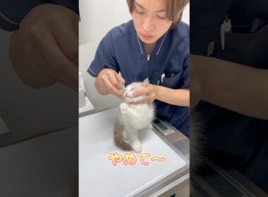 眼軟膏を塗られるのが嫌だけど頑張るラグドール