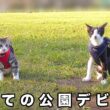 初めての公園デビュー！散歩に慣れてきた子猫たちが可愛過ぎました