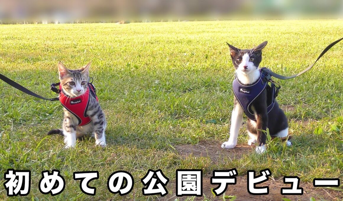初めての公園デビュー！散歩に慣れてきた子猫たちが可愛過ぎました