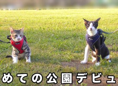 初めての公園デビュー！散歩に慣れてきた子猫たちが可愛過ぎました