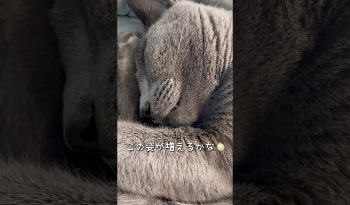 【ロシアンブルー】涼しくなってきて..まあるいめろんが増えるかな🥹【猫】#shorts