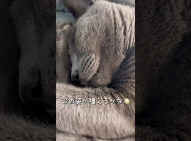 【ロシアンブルー】涼しくなってきて..まあるいめろんが増えるかな🥹【猫】#shorts