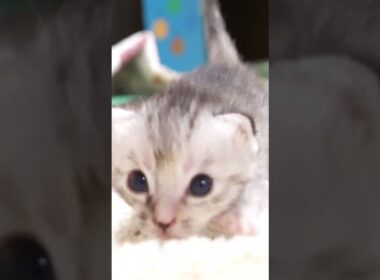 ヨチヨチ歩きの子猫たちがお部屋探索中！？【赤ちゃん猫　保護猫】