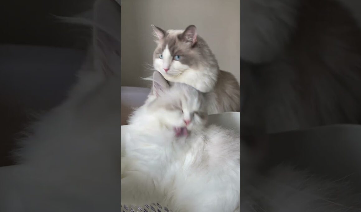 【ととねこvlog.12】AM08:00 朝ののんびり時間。#vlog #ラグドール #猫