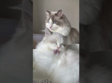 【ととねこvlog.12】AM08:00 朝ののんびり時間。#vlog #ラグドール #猫