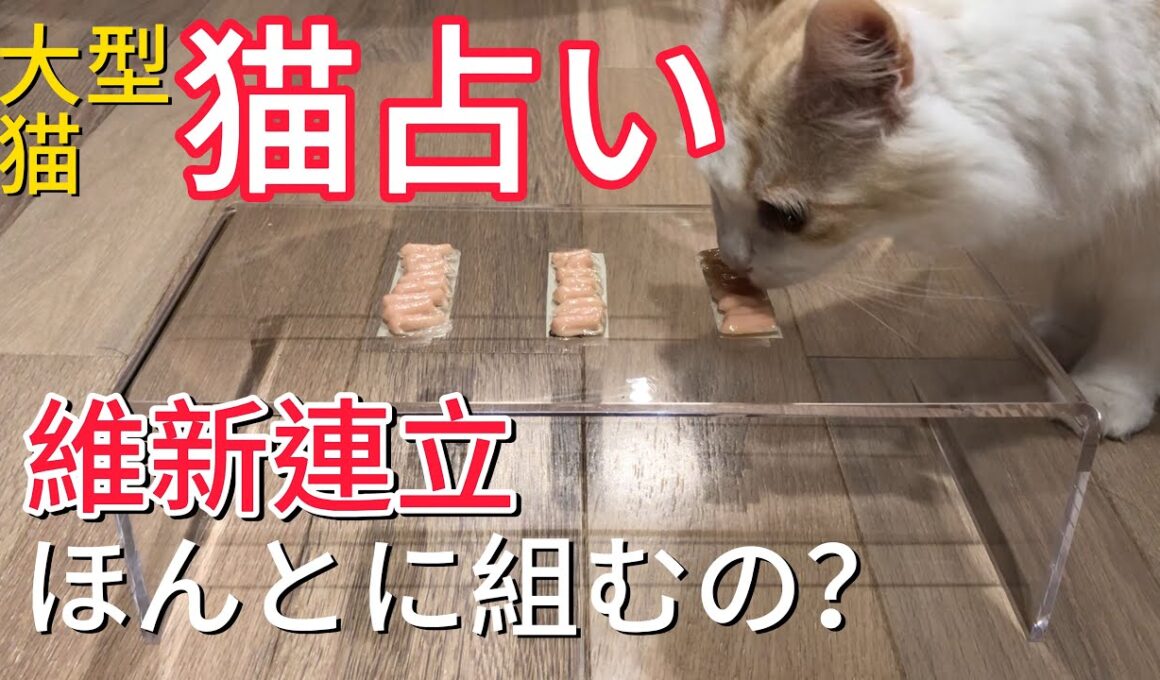 【猫占い第5回】維新連立猫が占ったら？