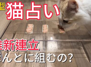 【猫占い第5回】維新連立猫が占ったら？