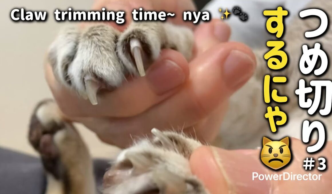 【猫の爪切り✂️】まさかのオチ😹 / Nail Trim Gone Wrong (…a little😼)