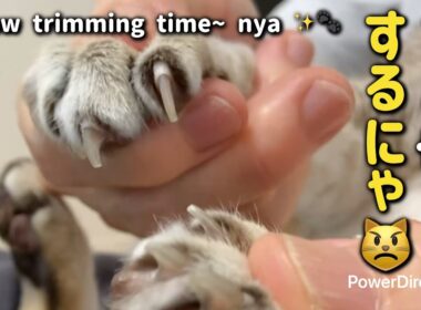 【猫の爪切り✂️】まさかのオチ😹 / Nail Trim Gone Wrong (…a little😼)